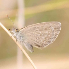 Zizina otis (Common Grass-Blue) at Black Mountain - 21 Feb 2024 by ConBoekel