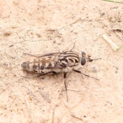 Apiocera moerens (Flower-loving Fly) at O'Connor, ACT - 21 Feb 2024 by ConBoekel