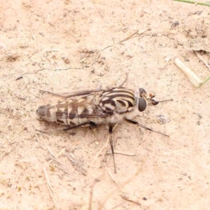 Apiocera moerens at Black Mountain - 21 Feb 2024 11:33 AM