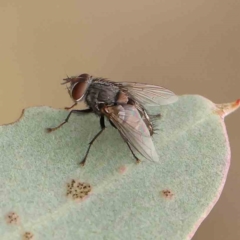 Calliphora stygia (Brown blowfly or Brown bomber) at Black Mountain - 21 Feb 2024 by ConBoekel