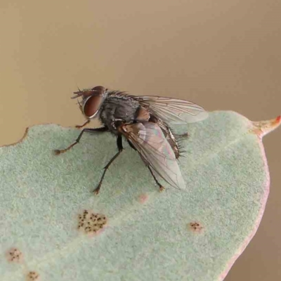 Calliphora stygia (Brown blowfly or Brown bomber) at O'Connor, ACT - 20 Feb 2024 by ConBoekel