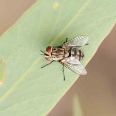 Tachinidae (family) (Unidentified Bristle fly) at Black Mountain - 20 Feb 2024 by ConBoekel