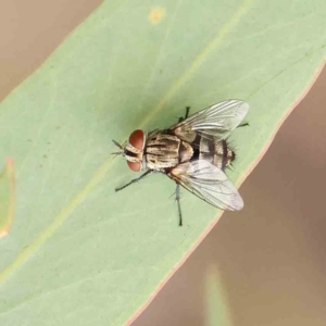 Tachinidae (family) at Black Mountain - 21 Feb 2024 08:51 AM