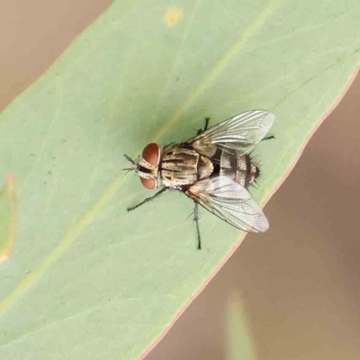 Unidentified Bristle Fly (Tachinidae) at Black Mountain - 20 Feb 2024 by ConBoekel