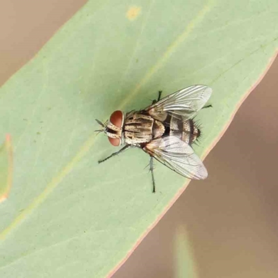 Tachinidae (family) (Unidentified Bristle fly) at Black Mountain - 21 Feb 2024 by ConBoekel