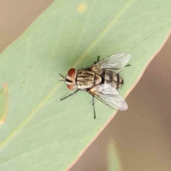 Unidentified True fly (Diptera) at Acton, ACT - 20 Feb 2024 by ConBoekel