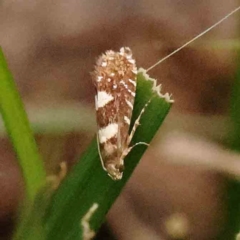 Glyphipterix chrysoplanetis (A Sedge Moth) at Black Mountain - 21 Feb 2024 by ConBoekel