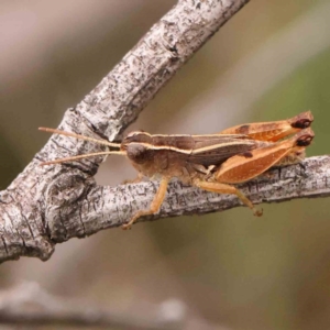 Phaulacridium vittatum at Black Mountain - 21 Feb 2024