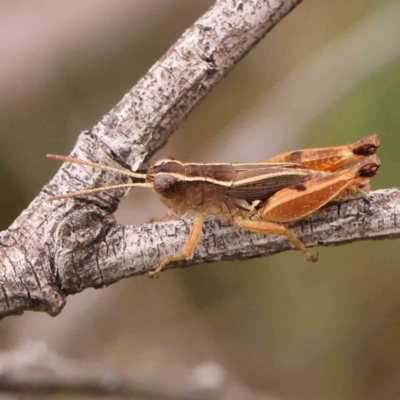 Phaulacridium vittatum (Wingless Grasshopper) at O'Connor, ACT - 20 Feb 2024 by ConBoekel
