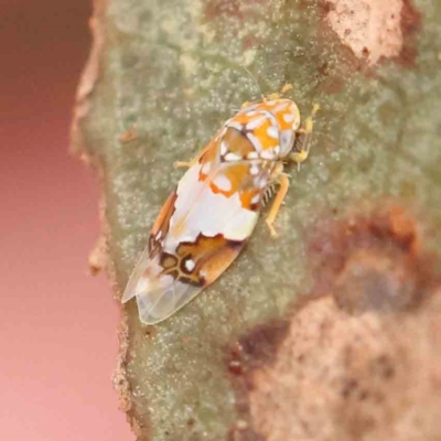 Aneono sp. (genus) (A leafhopper) at O'Connor, ACT - 20 Feb 2024 by ConBoekel