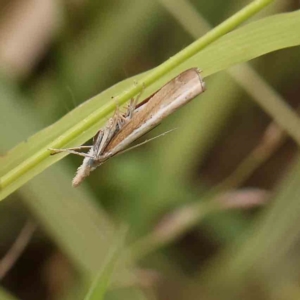 Culladia cuneiferellus at Black Mountain - 21 Feb 2024