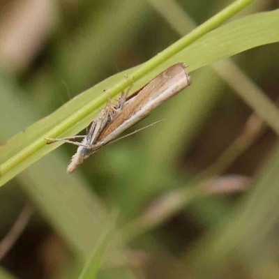 Culladia cuneiferellus (Crambinae moth) at O'Connor, ACT - 21 Feb 2024 by ConBoekel