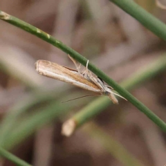 Culladia cuneiferellus at Black Mountain - 21 Feb 2024 11:39 AM