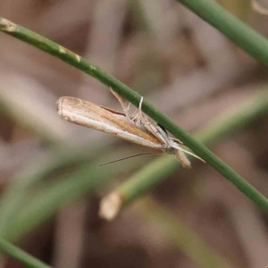 Culladia cuneiferellus at Black Mountain - 21 Feb 2024