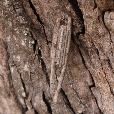 Clania ignobilis (Faggot Case Moth) at Black Mountain - 21 Feb 2024 by ConBoekel