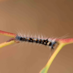 Lasiocampidae (family) immature (Lappet & Snout Moths) at Black Mountain - 20 Feb 2024 by ConBoekel