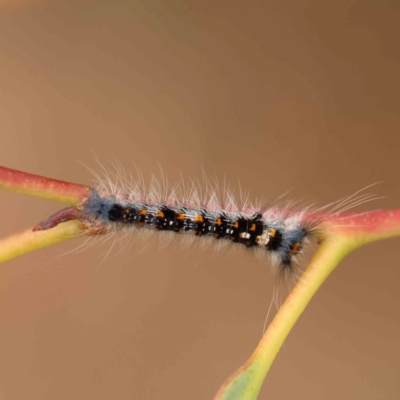 Lasiocampidae (family) IMMATURE (ALappet or Snout Moth (Lasiocampidae) at Black Mountain - 21 Feb 2024 by ConBoekel