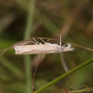 Culladia cuneiferellus at Black Mountain - 21 Feb 2024