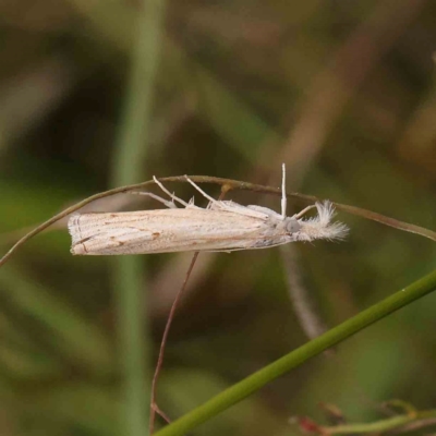 Culladia cuneiferellus (Crambinae moth) at O'Connor, ACT - 21 Feb 2024 by ConBoekel