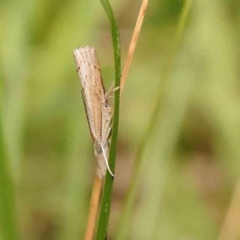 Culladia cuneiferellus (Crambinae moth) at Black Mountain - 21 Feb 2024 by ConBoekel