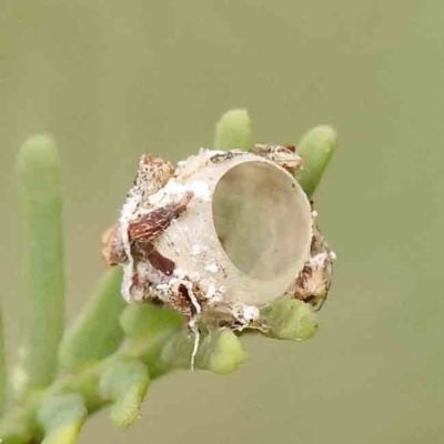 Unverified Moth (Lepidoptera) at Black Mountain - 21 Feb 2024 by ConBoekel
