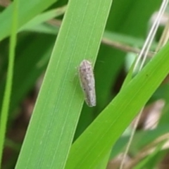 Unidentified Leafhopper or planthopper (Hemiptera, several families) at Lyons, ACT - 10 Feb 2024 by ran452