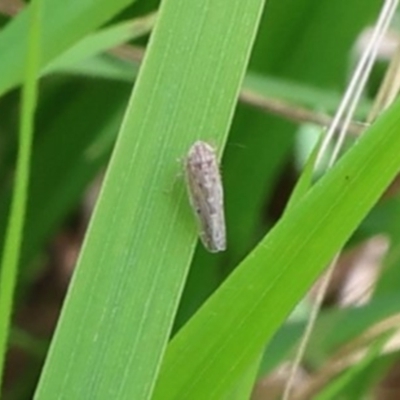 Unidentified Leafhopper or planthopper (Hemiptera, several families) at Lyons, ACT - 10 Feb 2024 by ran452