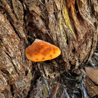 Unidentified Other non-black fungi  at Hillgrove, NSW - 23 Feb 2024 by Csteele4