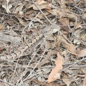 Amphibolurus muricatus at Oxley Wild Rivers National Park - 23 Feb 2024 03:33 PM