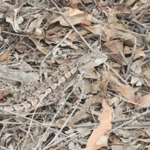 Amphibolurus muricatus at Oxley Wild Rivers National Park - 23 Feb 2024 03:33 PM