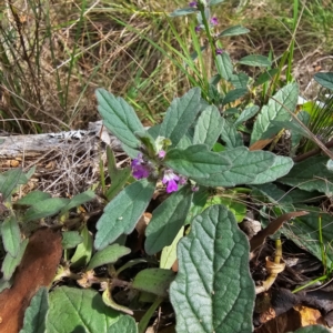 Ajuga australis at Hillgrove, NSW - 23 Feb 2024