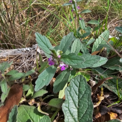 Ajuga australis (Austral Bugle) at Hillgrove, NSW - 23 Feb 2024 by Csteele4