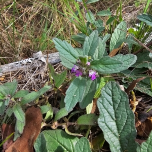 Ajuga australis at Hillgrove, NSW - 23 Feb 2024