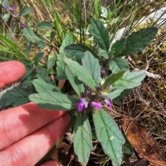 Ajuga australis at Hillgrove, NSW - 23 Feb 2024