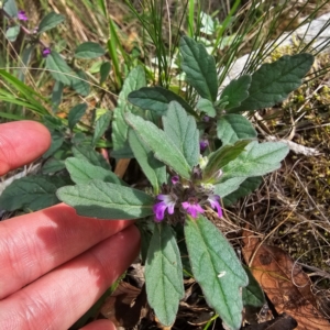 Ajuga australis at Hillgrove, NSW - 23 Feb 2024