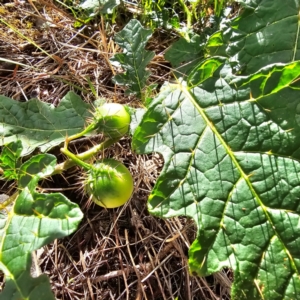 Solanum campanulatum at Oxley Wild Rivers National Park - 23 Feb 2024