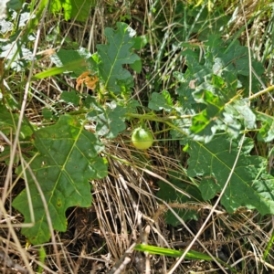 Solanum campanulatum at Oxley Wild Rivers National Park - 23 Feb 2024