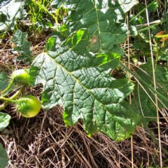 Solanum campanulatum at Oxley Wild Rivers National Park - 23 Feb 2024