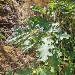 Solanum campanulatum at Oxley Wild Rivers National Park - 23 Feb 2024