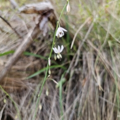 Arthropodium milleflorum (Vanilla Lily) at Hillgrove, NSW - 23 Feb 2024 by Csteele4
