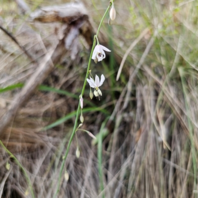 Arthropodium milleflorum (Vanilla Lily) at Hillgrove, NSW - 23 Feb 2024 by Csteele4