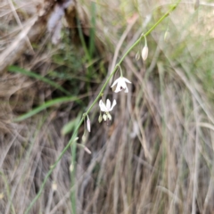 Arthropodium milleflorum at Oxley Wild Rivers National Park - 23 Feb 2024 04:12 PM