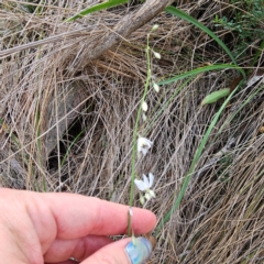 Arthropodium milleflorum at Oxley Wild Rivers National Park - 23 Feb 2024 04:12 PM