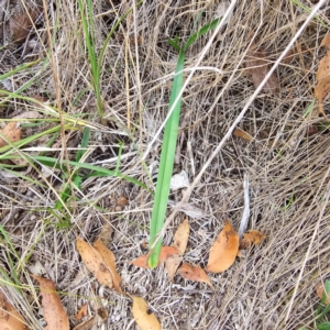 Arthropodium milleflorum at Oxley Wild Rivers National Park - 23 Feb 2024