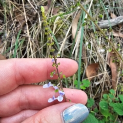 Plectranthus parviflorus (Cockspur Flower) at Hillgrove, NSW - 23 Feb 2024 by Csteele4