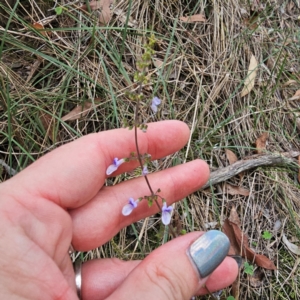 Coleus australis at Oxley Wild Rivers National Park - 23 Feb 2024