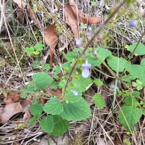Plectranthus parviflorus at Oxley Wild Rivers National Park - 23 Feb 2024