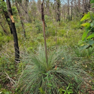 Xanthorrhoea glauca subsp. glauca at Ebor, NSW - 23 Feb 2024 05:44 PM