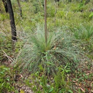Xanthorrhoea glauca subsp. glauca at Ebor, NSW - 23 Feb 2024