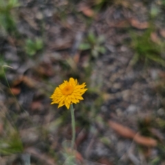 Leucochrysum albicans subsp. albicans (Hoary Sunray) at Ebor, NSW - 23 Feb 2024 by Csteele4